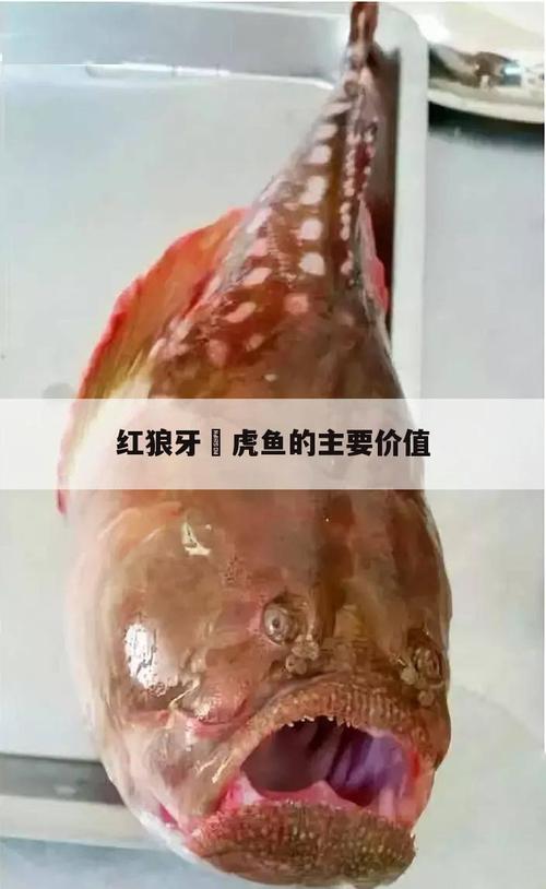 红狼牙鰕虎鱼怎么吃_红狼牙鰕虎鱼吃什么食物