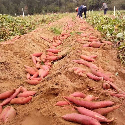 「探秘六鳌红蜜薯的种植技巧和营养价值」