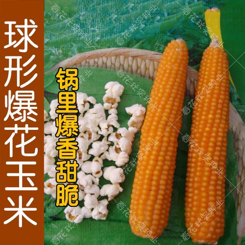 爆米花玉米：种植、品种、制作及食用技巧