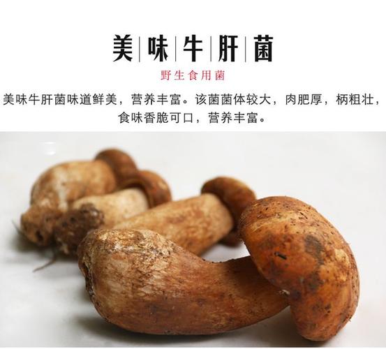 乳牛肝菌：品质上佳的营养宝藏，助您提升健康水平