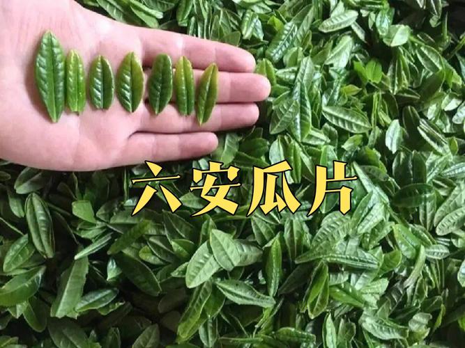 最耐“火攻”的绿茶独行侠— 六安瓜片