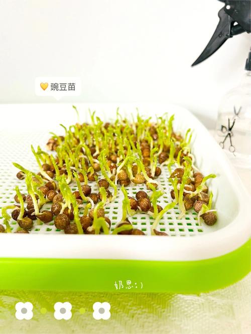 芽苗菜图片，种植技巧分享及健康价值揭秘