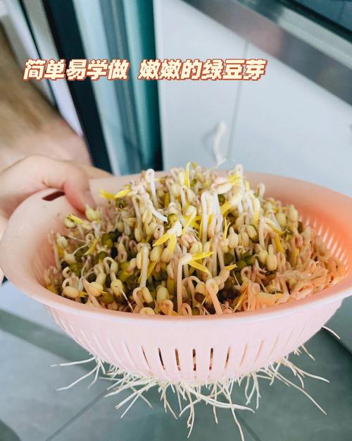 豆芽制作_豆芽制作方法