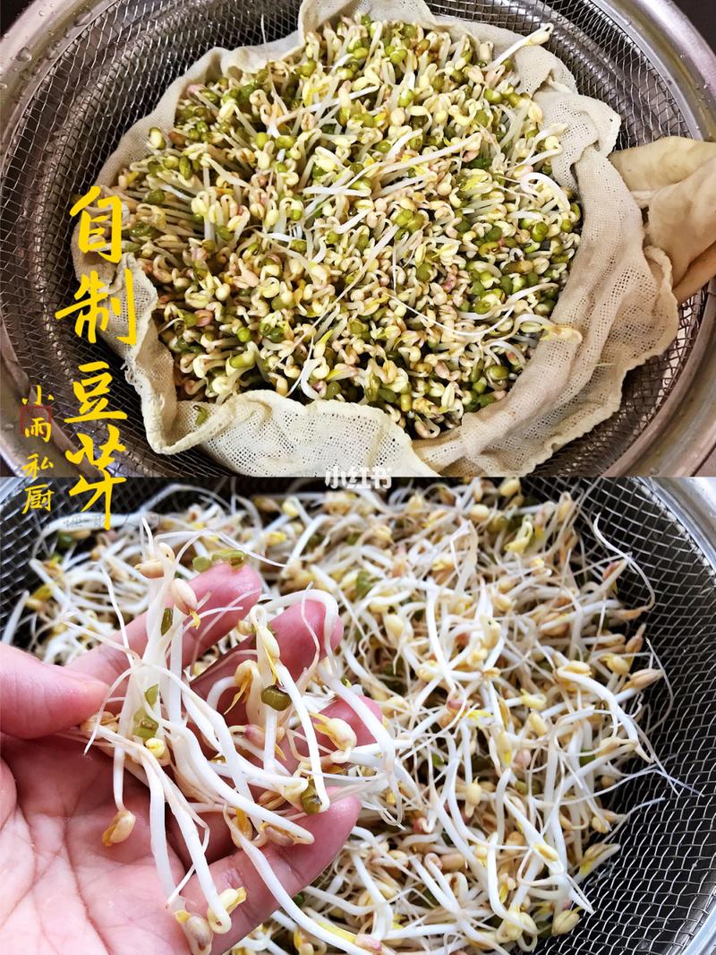 豆芽制作_豆芽制作方法