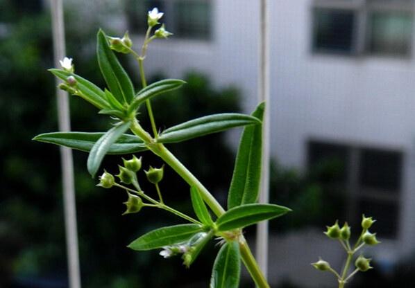 半枝莲和白花蛇舌草到底能不能治疗肿瘤