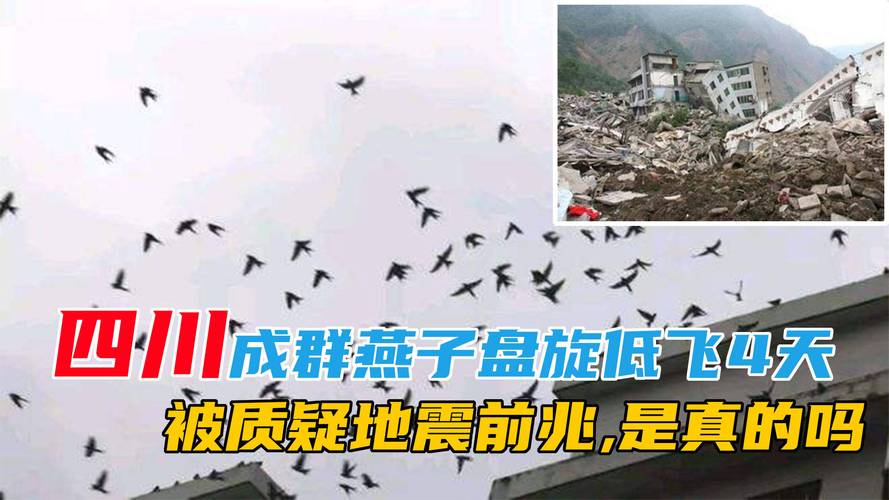 大量燕子漫天飞舞当地地震局回应→