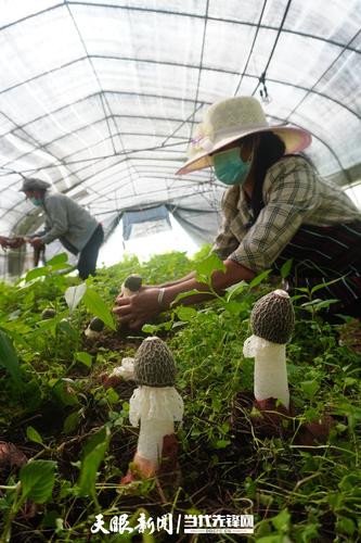 福州首个红托竹荪智慧生产项目落地马尾琅岐