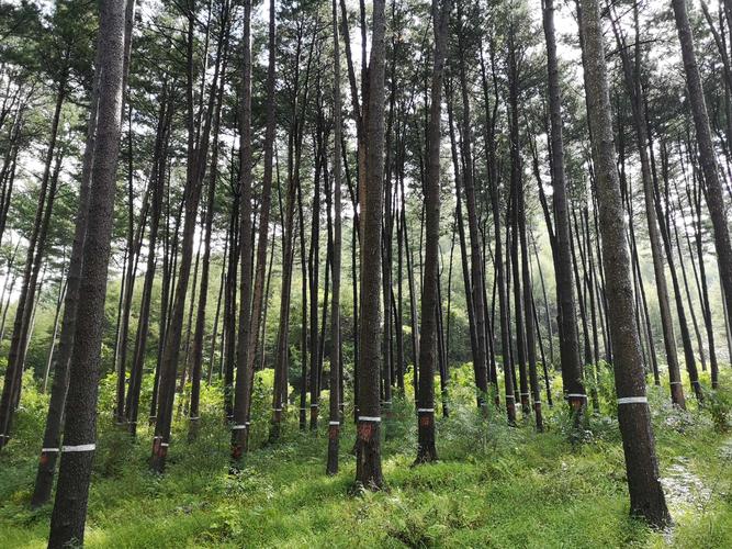 关于规范桦树液红松籽松树脂采集及灌木采（挖）管理的通知