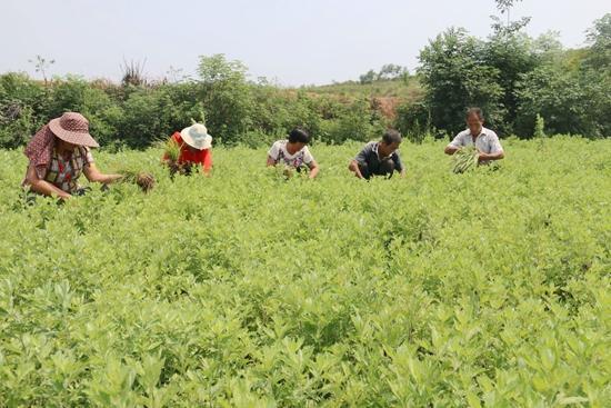 河南南召石门野生艾草成致富“金叶”