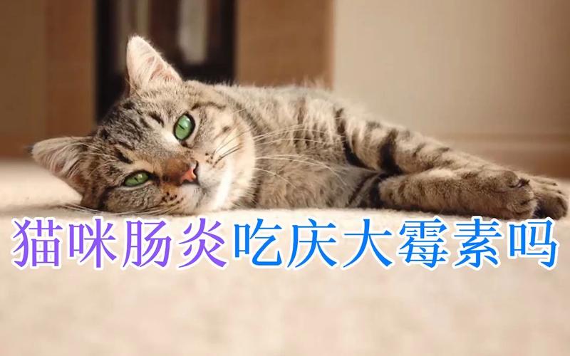 猫咪肠炎吃什么消炎药猫咪患上肠炎是什么原因