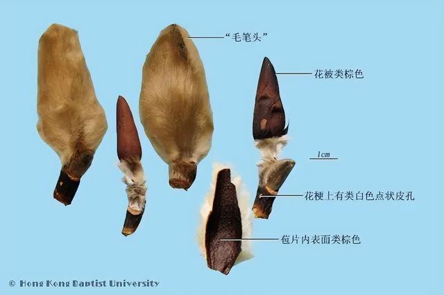 毛笔头辛夷花——散寒通窍之良药