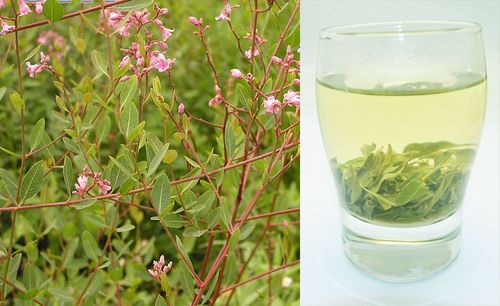 农村1种植物人称罗布麻茎皮能做衣服叶子泡茶可降血压