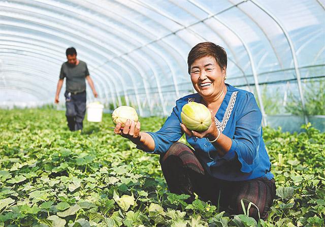 农田甜瓜喜丰收 村民致富乐悠悠