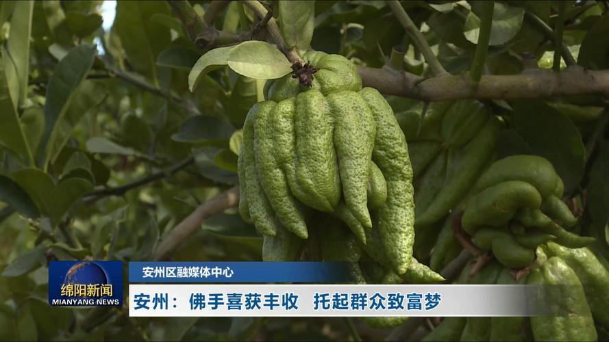 视觉丨佛手种植助力乡村振兴