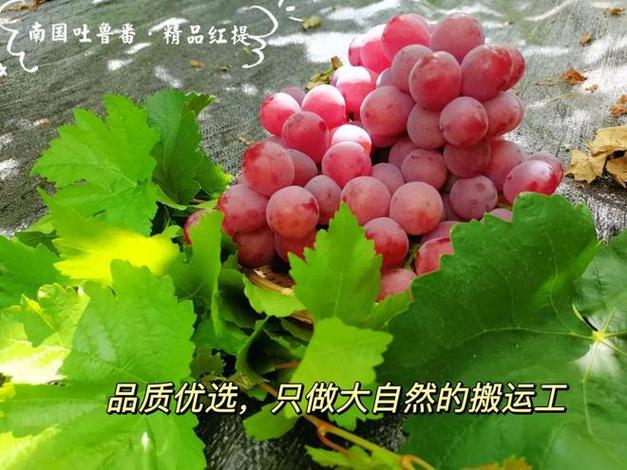 甜脆鲜跟丽江一样出名的大理宾川红提每串都要被修理5次~