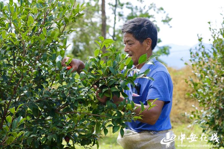 验收千亩油茶助力乡村振兴