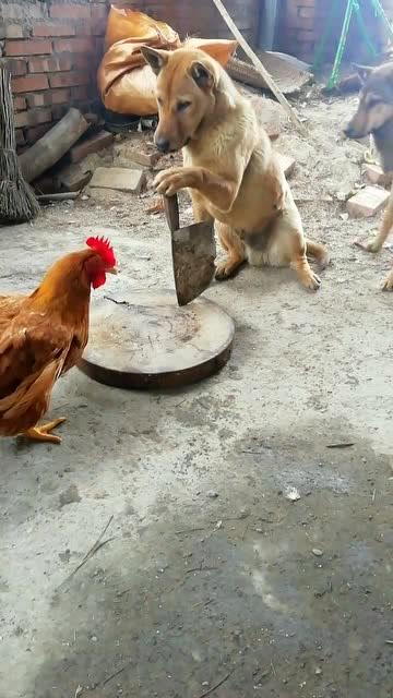 一条菜花蛇将公鸡缠住一旁土狗淡定异常公鸡狗哥救命