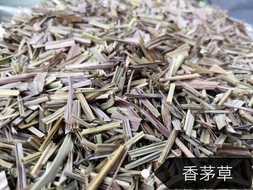 一闻就香气逼人的香料香茅草很多卤肉必备作用广还可以盆栽