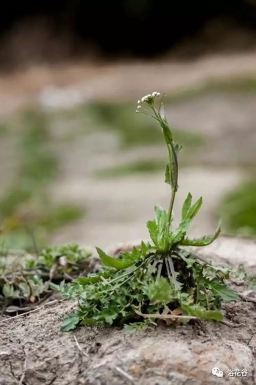 原来春天挖荠菜也有技巧的从颜色辨别荠菜口感看完长知识了