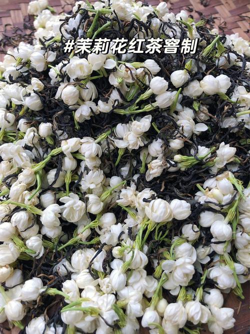 正宗福州茉莉花茶单瓣茉莉花窨制花香入骨清新甘醇