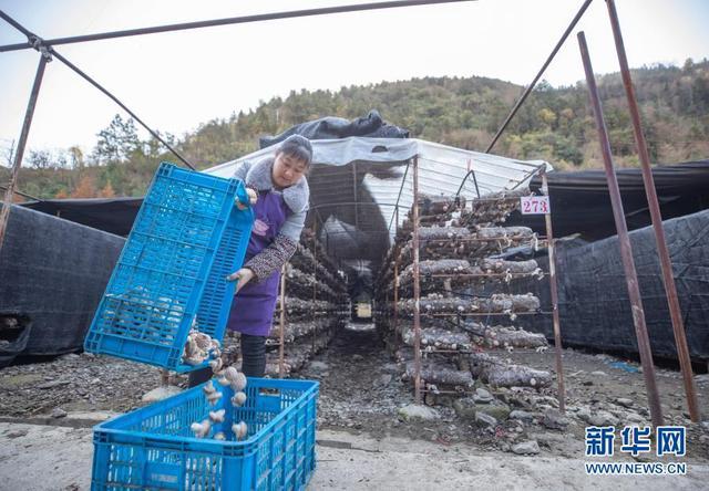 组图丨花垣小花菇大产业 助力乡村振兴