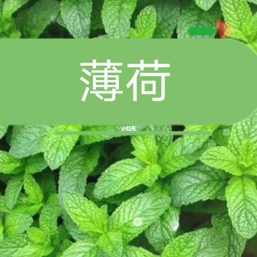 【妙用中草药】薄荷淡淡气息清如露炎炎夏日沁神舒