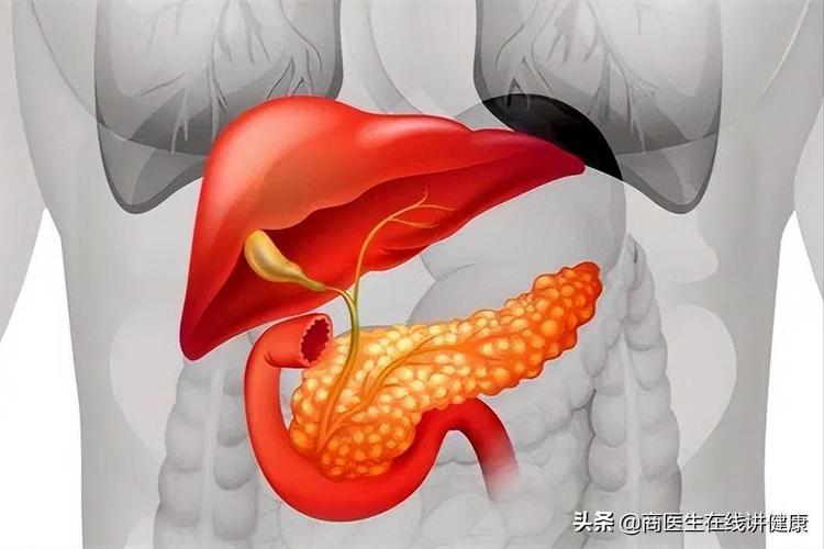 保护胰腺就是在保护消化器官教你从这3件生活小事做起