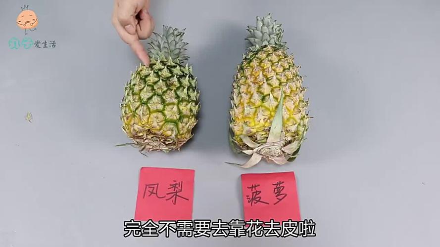 菠萝凤梨和波萝蜜有啥区别和关系