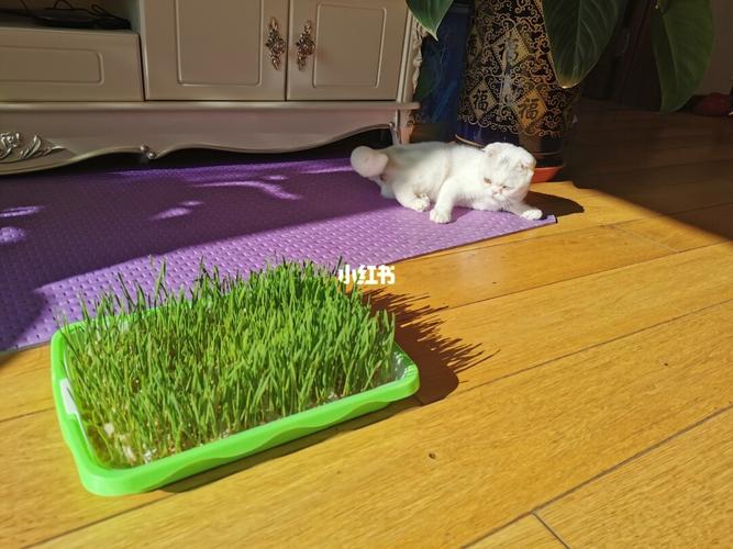 春季实现猫草自由关于猫草的5个实用知识