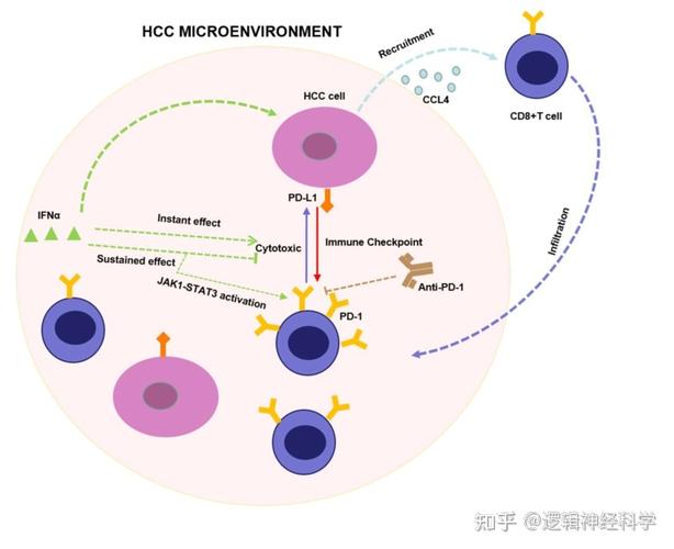 钦伦秀董琼珠团队发现巴豆酰化修饰在胰腺癌恶性进展中的作用