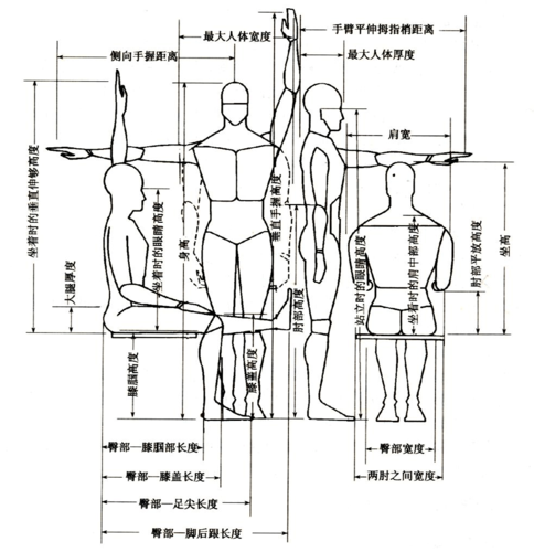 人体工程学结构组织