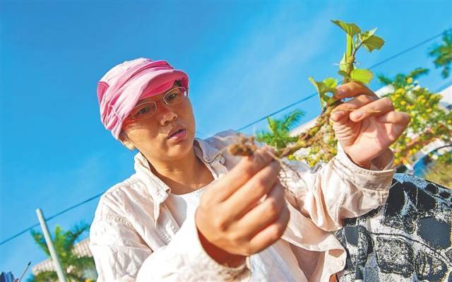 身价倍增安陆白花菜年产值达3亿元