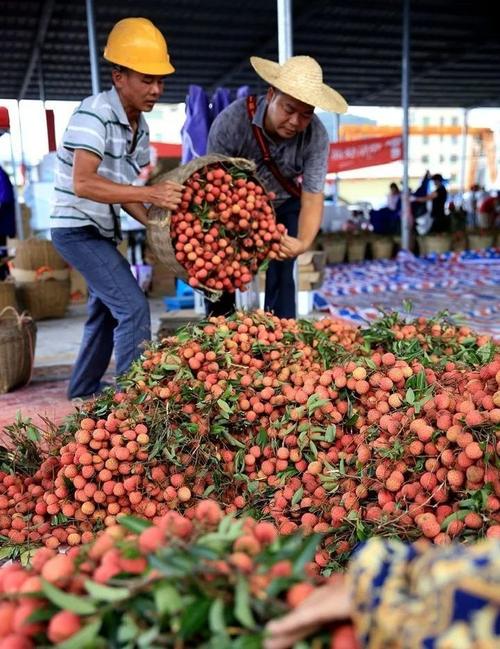 预计超量2万吨广东镇隆200余年荔枝种植将迎丰收年