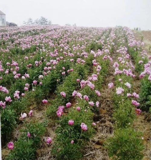 中药材芍药涨价农民分不清白芍和赤芍盲目种植会影响效益吗