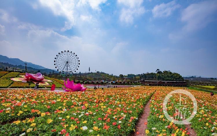 重庆赏花游玩的好地方-铜梁奇彩梦园