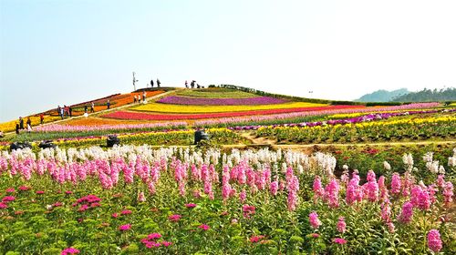 重庆赏花游玩的好地方-铜梁奇彩梦园