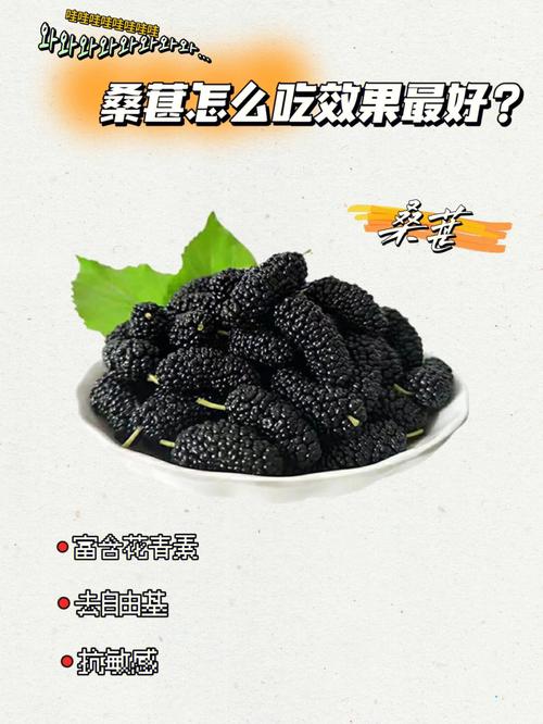 桑葚怎么吃_桑葚怎么吃功效最好