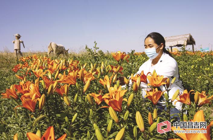 百合花开：芬芳美景赏花攻略大揭秘！