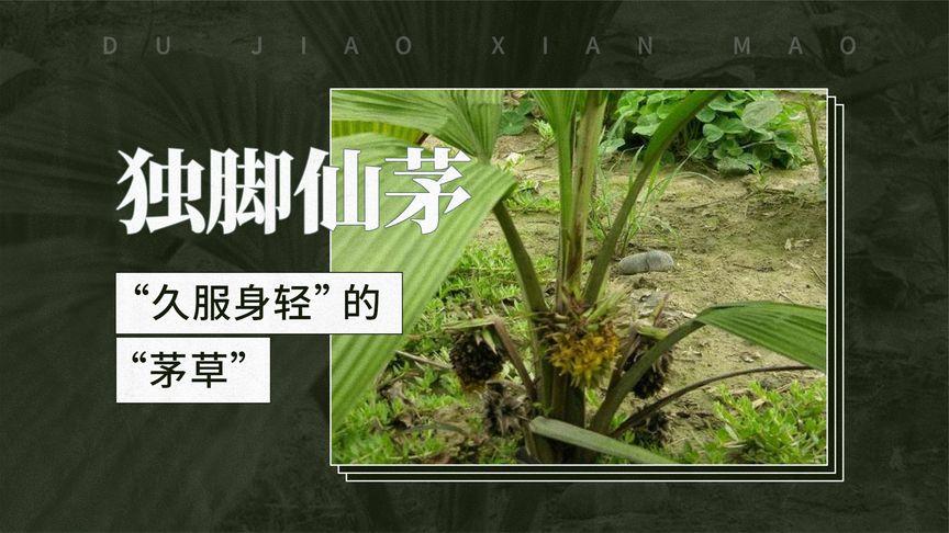 独脚仙茅：天然疗法与功效汇总