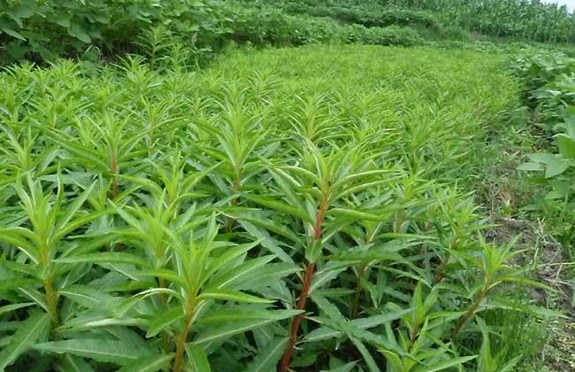 赶黄草功效与作用：有效杀灭黄草，提高农作物产量