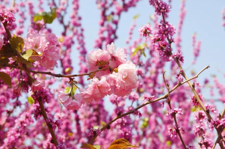 “春暖花开”手机壁纸