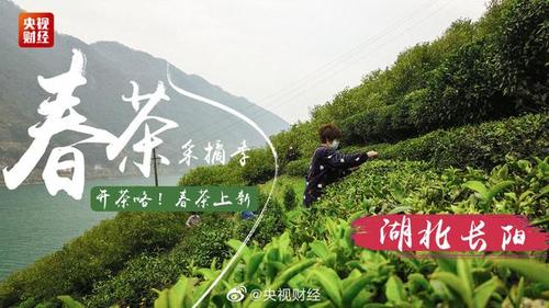 产业 - “鹤峰四道茶”亮相第二届中国（武汉）文化旅游博览会 “茶礼”成为文旅融