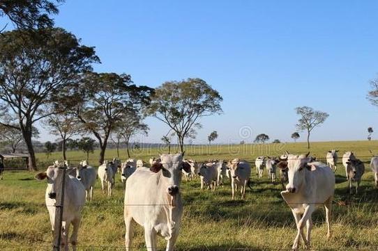 进口牛肉增加肉牛市场价是否下跌养牛还能赚钱吗