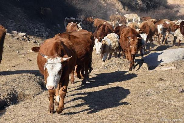 进口牛肉增加肉牛市场价是否下跌养牛还能赚钱吗