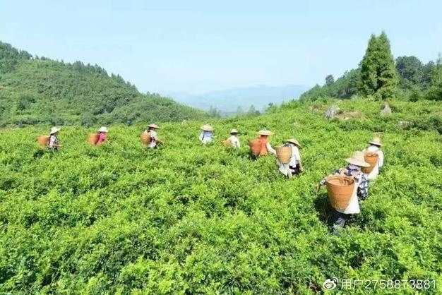 ​​正宗张家界莓茶多少钱一斤现在市场价茶农直销（批发价格）