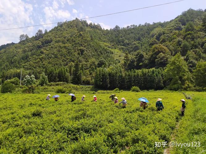 ​​正宗张家界莓茶多少钱一斤现在市场价茶农直销（批发价格）