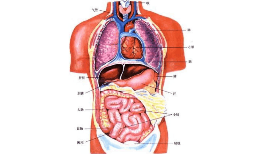 五脏六腑的位置_五脏六腑的位置图 示意图