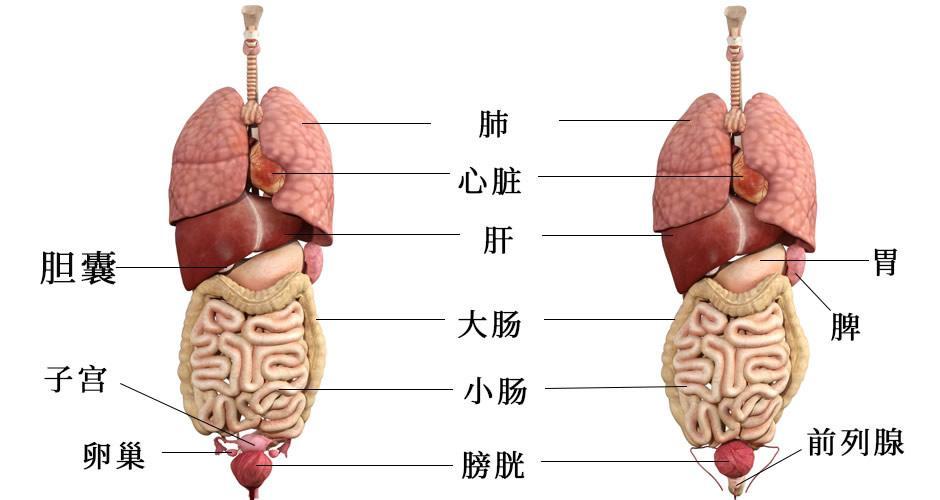 五脏六腑的位置_五脏六腑的位置图 示意图