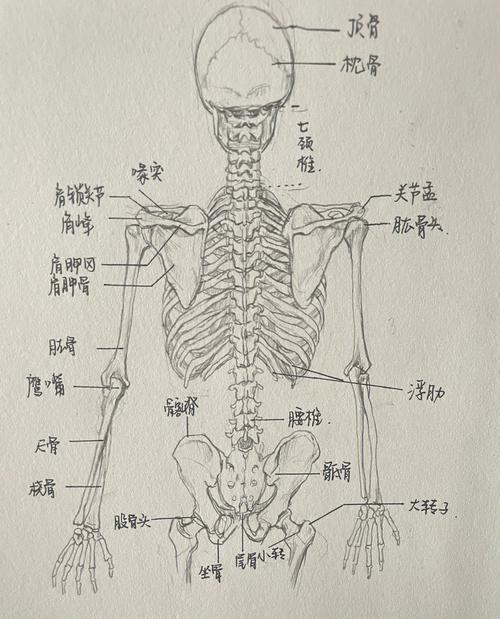 人体骨骼解剖图_人体骨骼解剖图谱高清