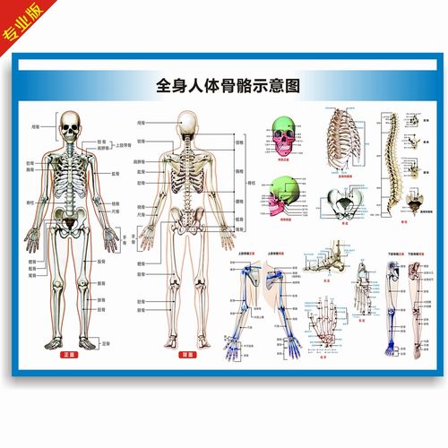 人体骨骼解剖图_人体骨骼解剖图谱高清